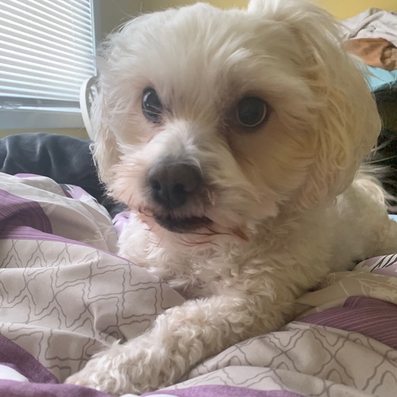 Meet your Posher, Anahi - Picture 1 of 1